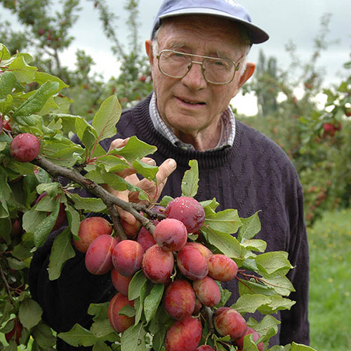 Patio Plum Little Vic Tree Patio Plum Little Vic Tree