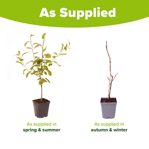 Patio Plum Little Vic Tree Patio Plum Little Vic Tree