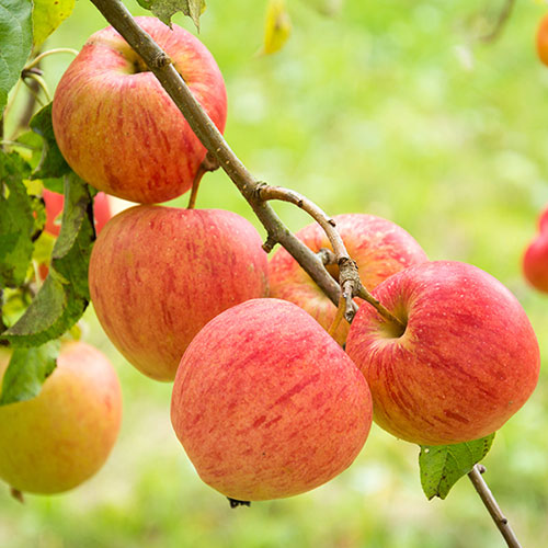 Duo Fruit Tree - Apple Elstar & Golden Delicious
