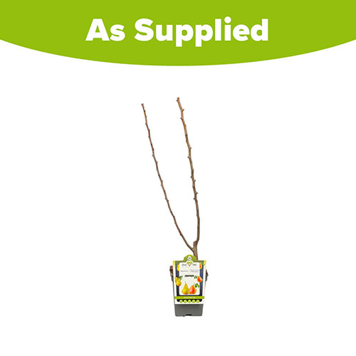 Duo Fruit Tree - Pear Conference & Louise Bonne of Jersey Duo Fruit Tree - Pear Conference & Louise Bonne of Jersey