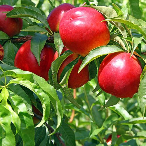 Patio Perfect Dwarf Patio Nectarine Tree