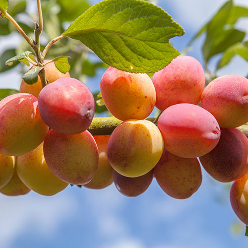 Duo Fruit Tree - Plum Victoria & Reine Claude DAlthan