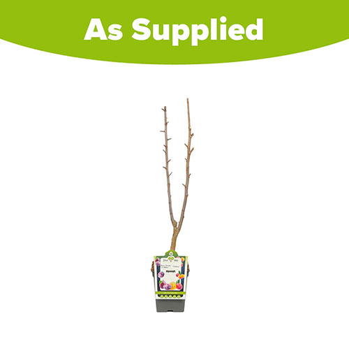 Duo Fruit Tree - Plum Victoria & Reine Claude DAlthan