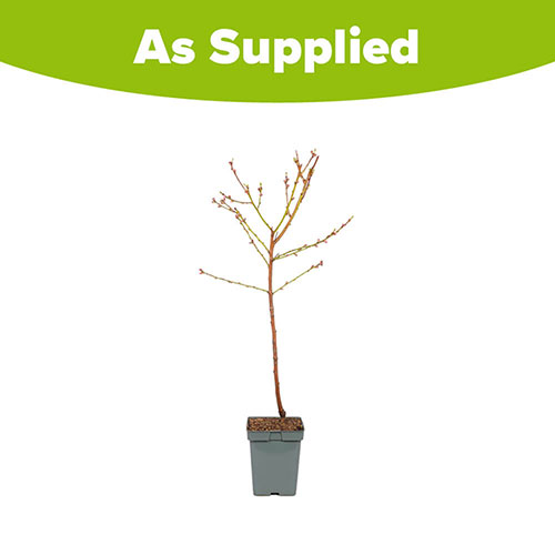 Peach Prunus persica Suncrest Peach Prunus persica Suncrest