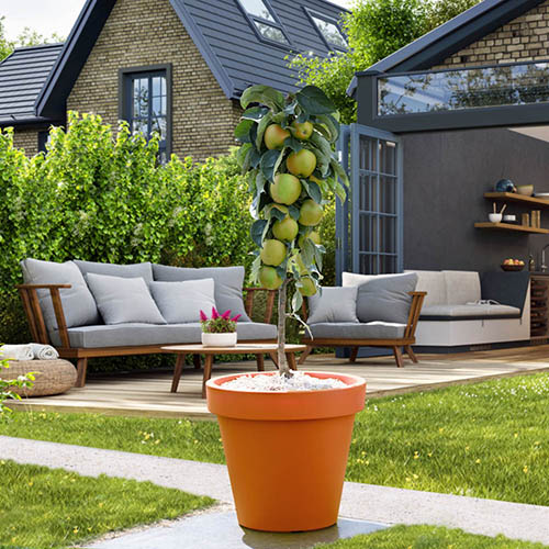 Columnar fruit trees Apple Pear Cherry Bare Root YouGarden