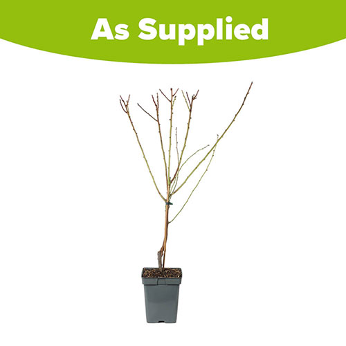Almond Dulcis Tree