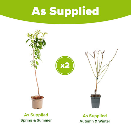 Almond Dulcis Tree Almond Dulcis Tree