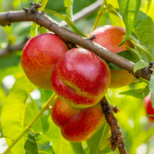 Nectarine Tree Prunus Flavourtop