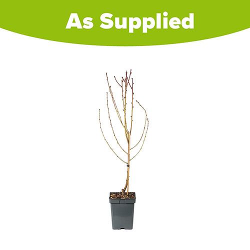 Nectarine Tree Prunus Flavourtop Nectarine Tree Prunus Flavourtop