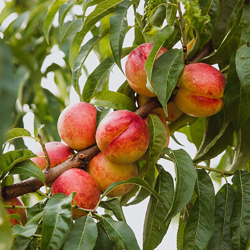 Nectarine Tree Prunus Flavourtop