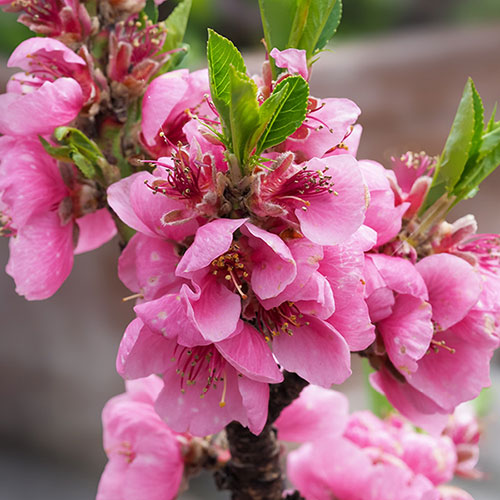 Nectarine Tree Prunus Flavourtop