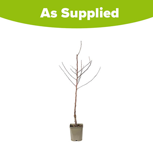 Crab Apple Evereste Tree Crab Apple Evereste Tree