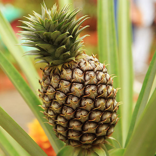 Edible Pineapple Plant