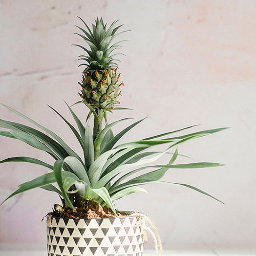 Edible Pineapple Plant
