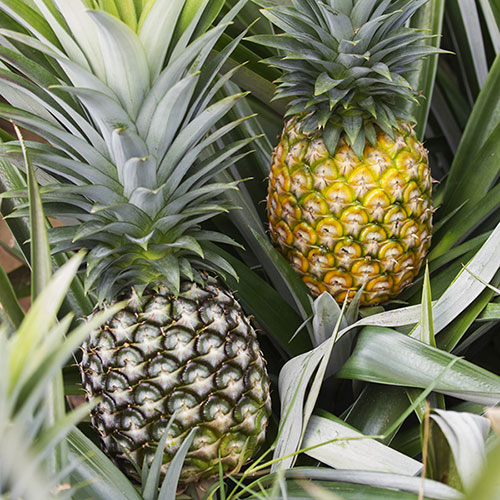 Edible Pineapple Plant