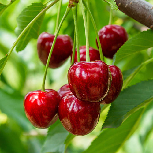 Patio Cherry Piemont Tree