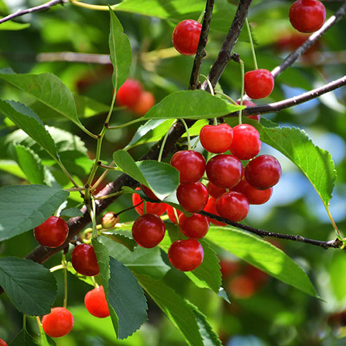 Patio Cherry Piemont Tree