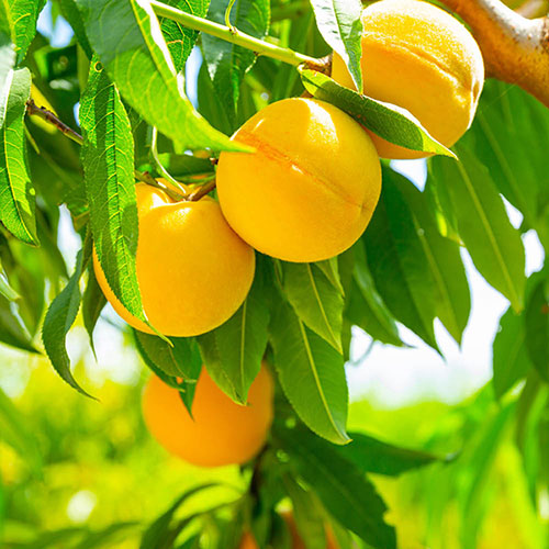 Patio Peach Honey Gold Tree