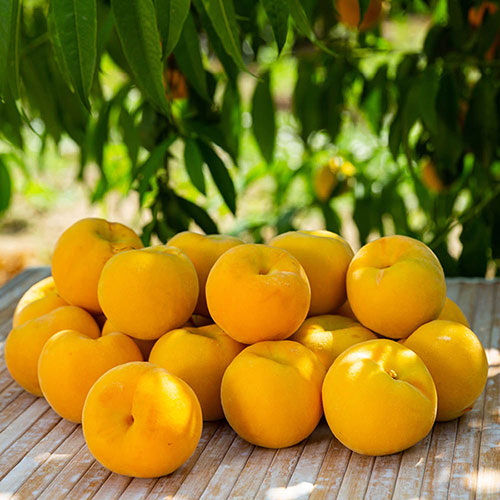 Patio Peach Honey Gold Tree