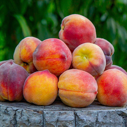 Patio Peach Honey Red Tree