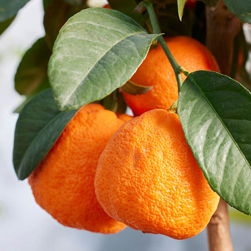 Citrus Red Lime Tree