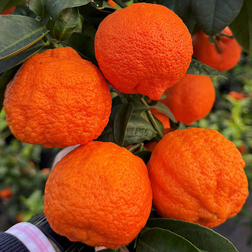 Citrus Red Lime Tree