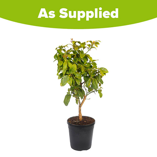 Citrus Red Lime Tree Citrus Red Lime Tree