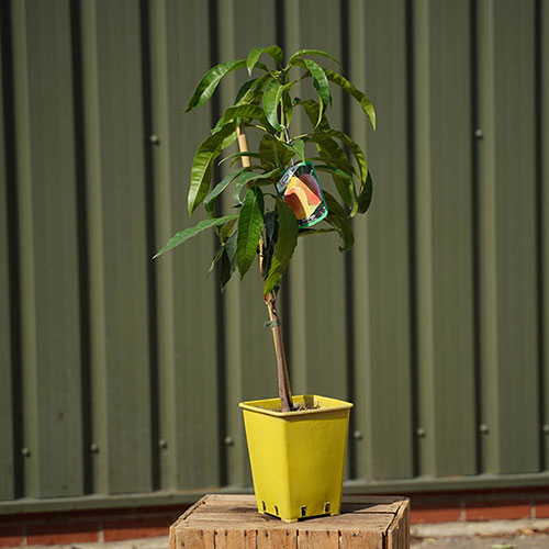 Mini Patio Mango Tree