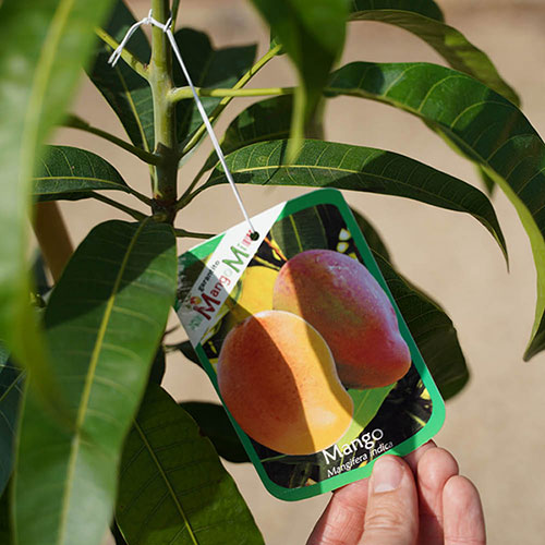 Mini Patio Mango Tree