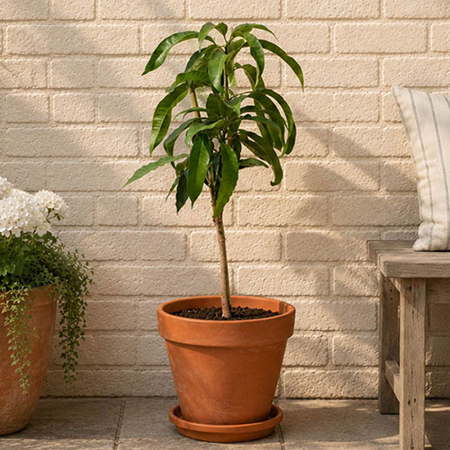 Mini Patio Mango Tree