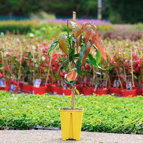 Mini Patio Mango Tree
