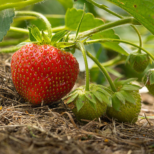 Everbearer Strawberry Sweet Summer Everbearer Strawberry Sweet Summer