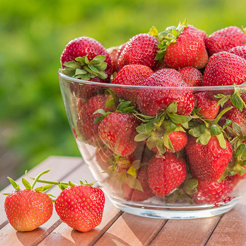 Everbearer Strawberry Sweet Summer Everbearer Strawberry Sweet Summer