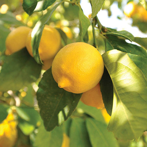 Citrus Orange And Lemon Tree Collection With Feed Citrus Orange And Lemon Tree Collection With Feed