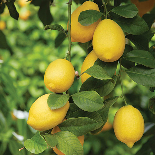 Citrus Orange And Lemon Tree Collection With Feed Citrus Orange And Lemon Tree Collection With Feed