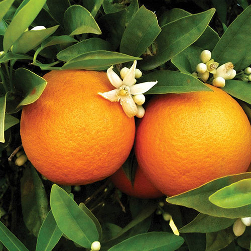 Citrus Orange And Lemon Tree Collection With Feed Citrus Orange And Lemon Tree Collection With Feed