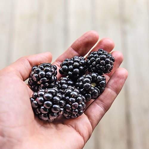 Blackberry Montblanc Blackberry Montblanc
