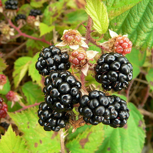 Blackberry Montblanc Blackberry Montblanc