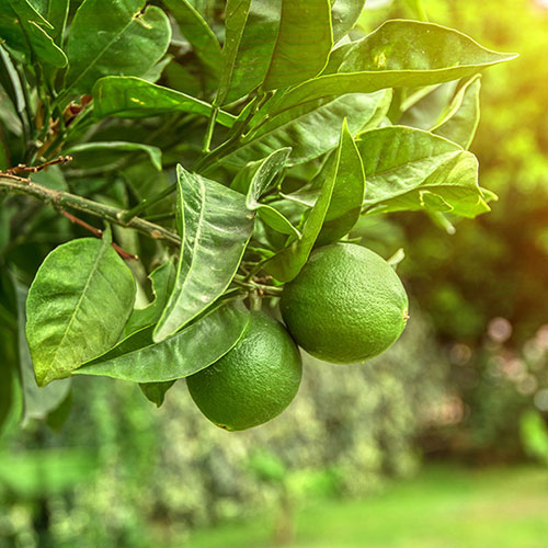 Citrus Lime Tree with Fruit Citrus Lime Tree with Fruit