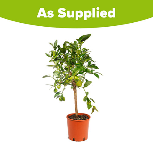 Citrus Lime Tree with Fruit Citrus Lime Tree with Fruit
