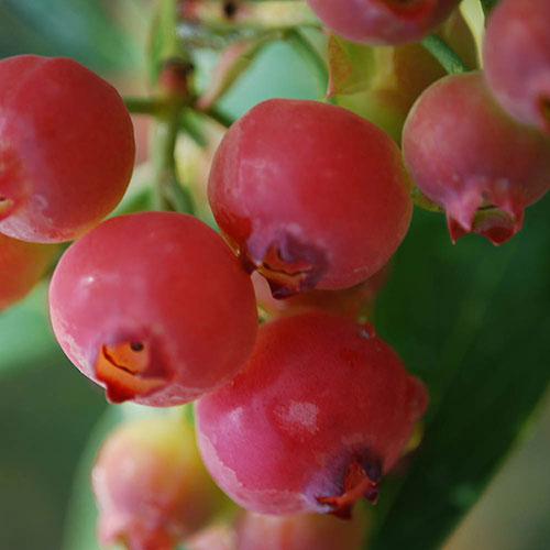 Pink Blueberry Pink Lemonade