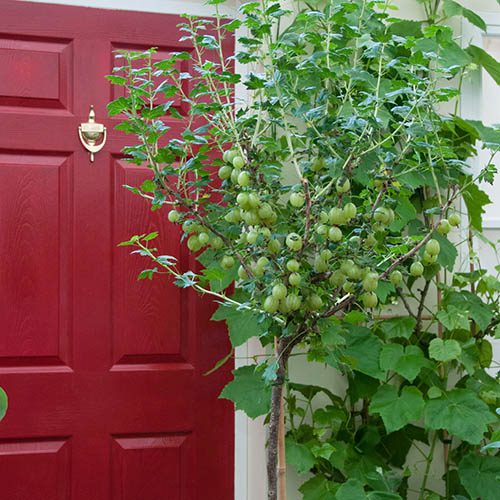 Standard Gooseberry 'Invicta' bare root YouGarden