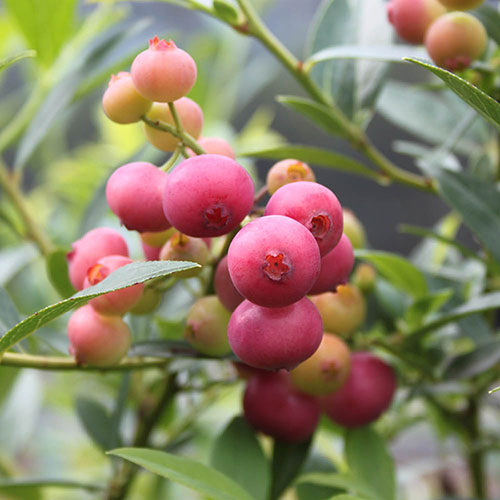 Pink Blueberry Pink Lemonade