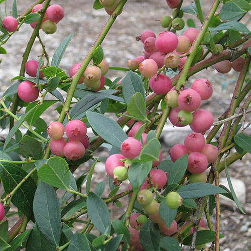 Pink Blueberry Pink Lemonade