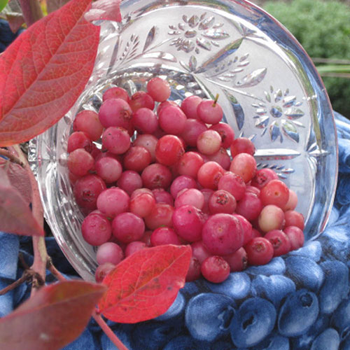 Pink Blueberry Pink Lemonade