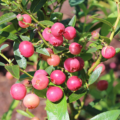 Pink Blueberry Pink Lemonade