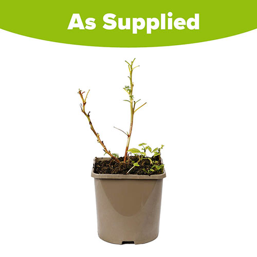 Raspberry Lowberry Baby Dwarf