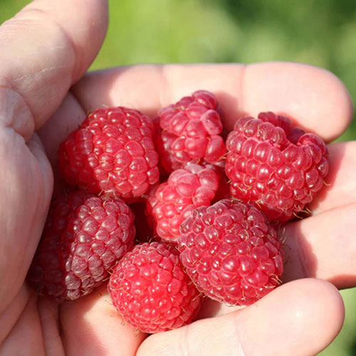 Raspberry Lowberry Little Sweet Sister Raspberry Lowberry Little Sweet Sister