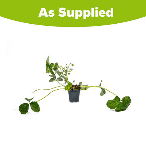 White Strawberry (Pineberry) White Dream