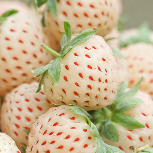 500 White Strawberry Seeds To Plant - Pineberry Seeds - Grown In USA From Iowa
